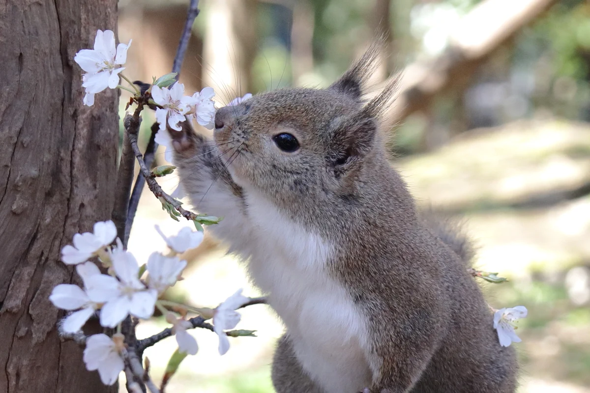かわいらしい姿ｗリスのお花見作法はこちら！花の香りを楽しむ！！