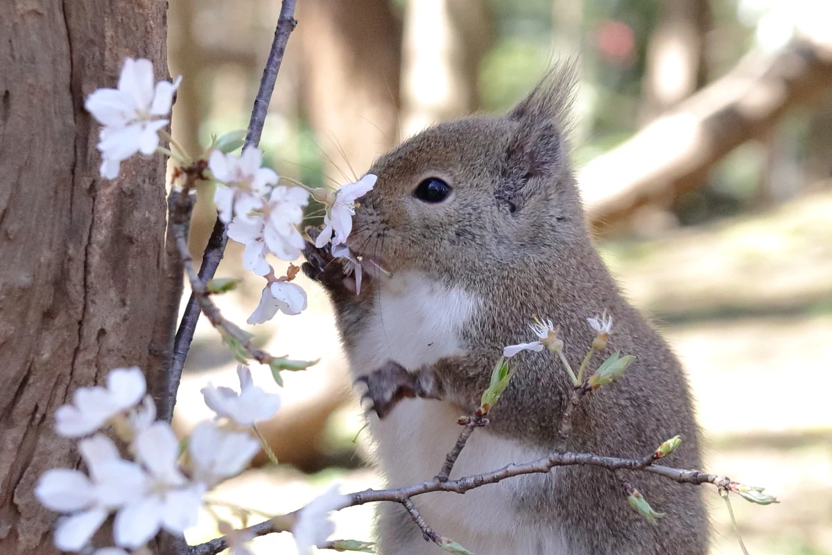 かわいらしい姿ｗリスのお花見作法はこちら！花の香りを楽しむ！！