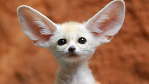 Like a pebble thrown into a pond that causes big ripples, a disruption at any point triggers a widespread shock to the system.The second half of this thread will deal with specific effects and recommendations to prevent supply chain bottlenecks.Here's a baby fennec fox.24/