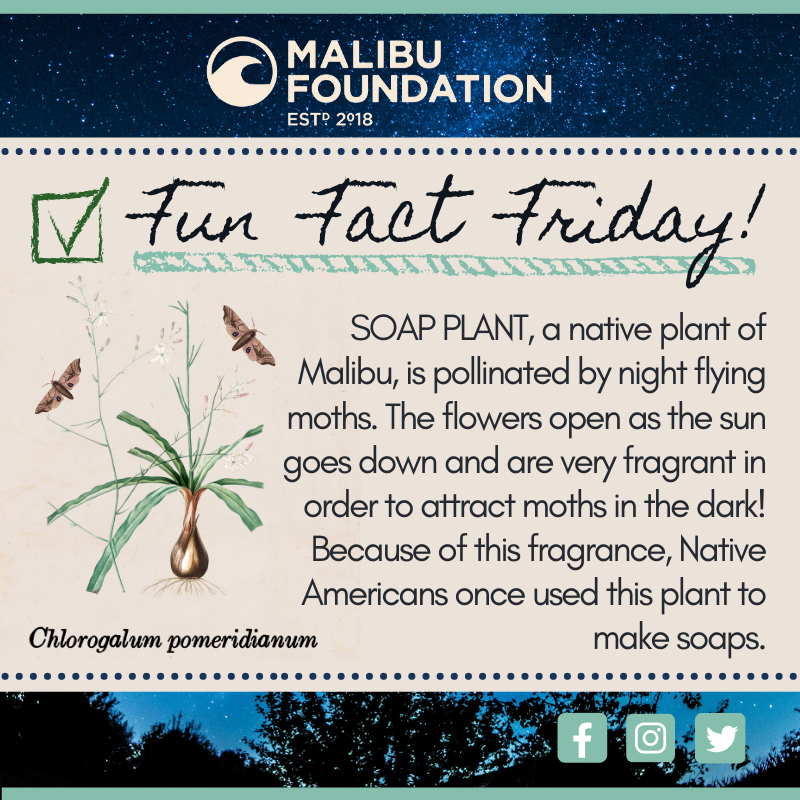 Malibu Foundation tweet media