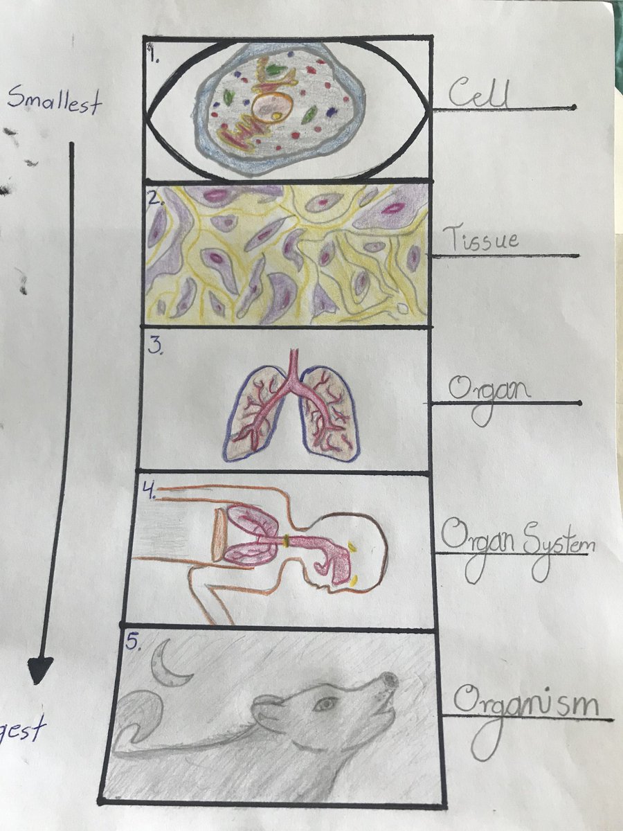 Times_Marshall's tweet photo. Artistic Design during our Distance Learning experience. Hierarchy of Living Things. https://t.co/DhvCcH47KW