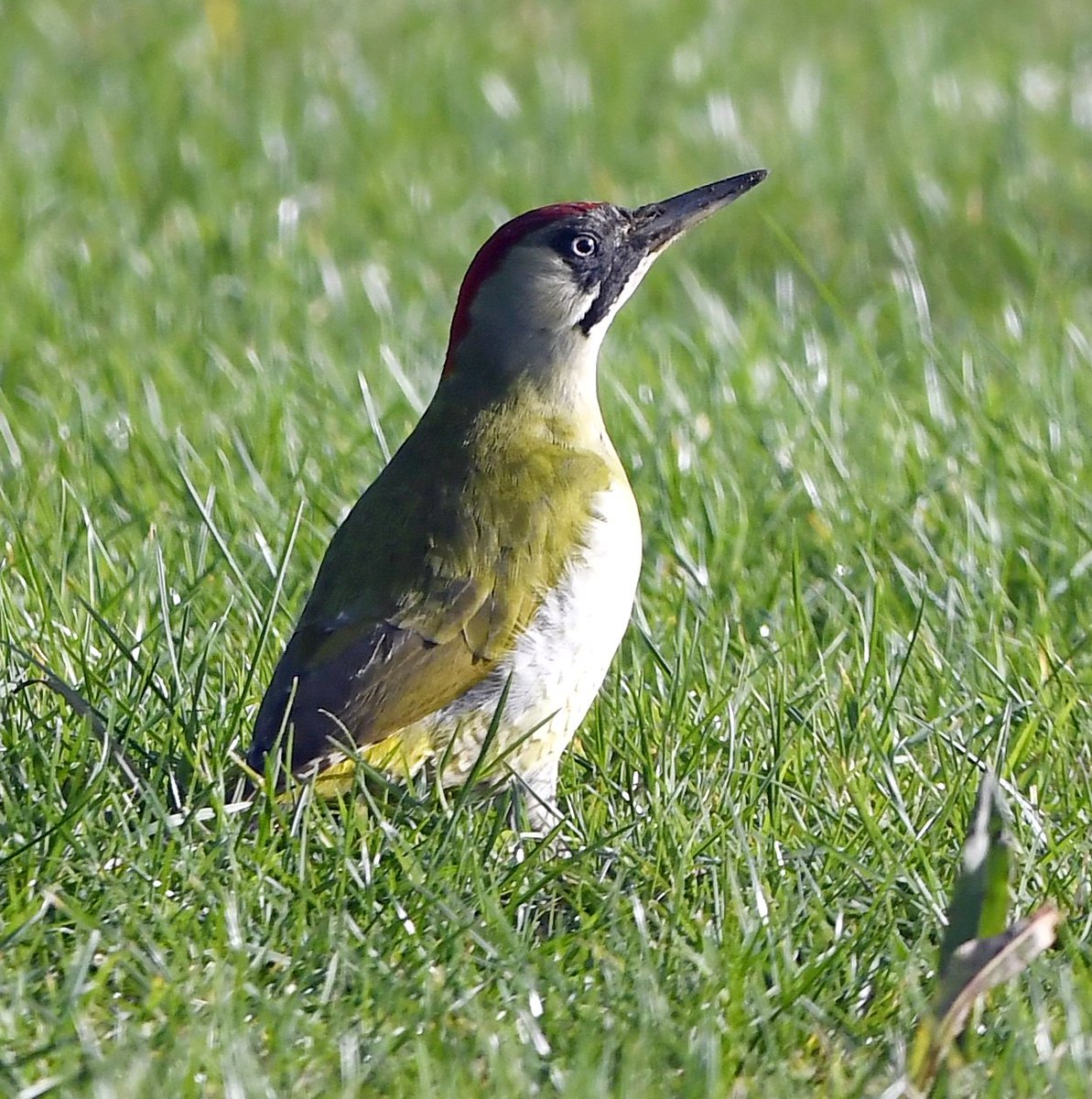 Green Woodpecker Bigger than a Great Spotted Woodpecker, but even harder to see! Green & yellow with some red on the head, they visit gardens with large lawns looking for their favourite food.. ants! They have a distinctive & loud laughing call #SelfIsolationBirdWatch 