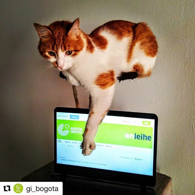 NUBROA's tweet photo. #Repost @gi_bogota with @get_repost
・・・
Haz como el #GoetheKatze y quédate #ZuHause. En tiempos de aislamiento preventivo y aunque la biblioteca física esté cerrada, nuestra biblioteca digital sigue funcionando como siempre: gratis, donde sea, cuando… https://t.co/06JAmMGdiK https://t.co/FKPnh277iy