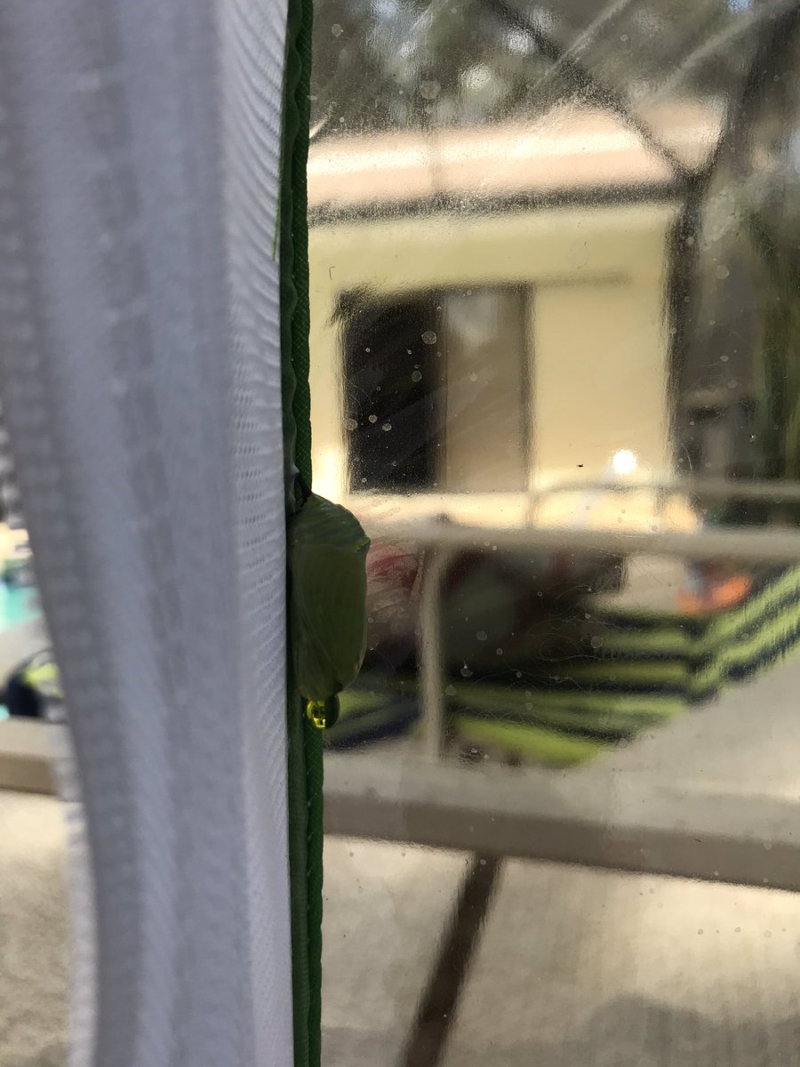 Nancy Hibbs tweet media