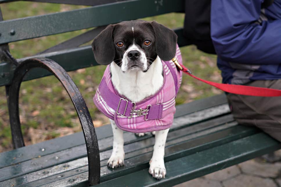 NYC Animal Care Centers #NYCACC going #NoKill in response to our request to #COVID19 crisis?

Voices for Shelter Animals calls for NYCACC to stop all non medical and dangerous animal euthanasia. ACC responds in the affirmative.

#NoKillNation  

independent.co.uk/news/world/ame…
