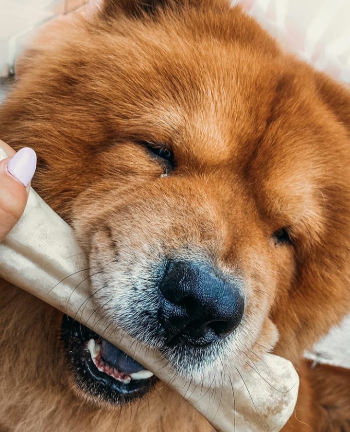 Colladogs10's tweet photo. Hungry 🦴
#Sauko https://t.co/cuwAEOlMRb