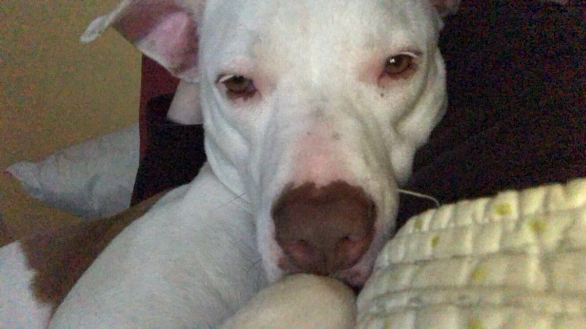 TheyCallMeCHONk's tweet photo. Big sleepy vibes. https://t.co/VEXlQClqrZ