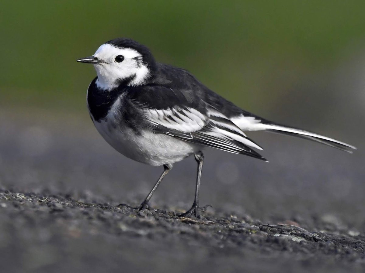 Pied Wagtail These black and white, long tailed birds spend much of their time on the ground, chasing after bugs. They're expert fly hunters, and are a delight to watch. #SelfIsolationBirdWatch 