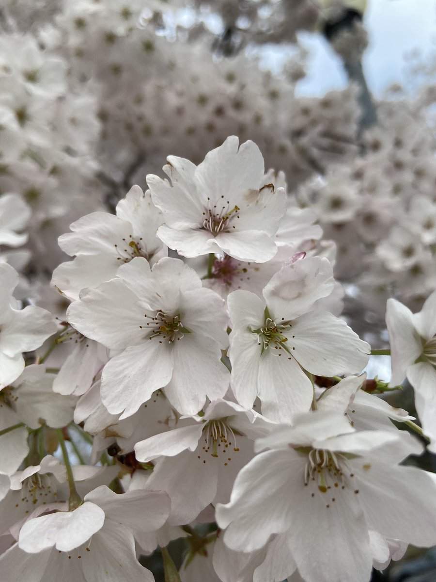 yethathne's tweet photo. Grateful for gorgeous blossoms seen on my morning run! #MLTcares https://t.co/6LCUE4vtWl