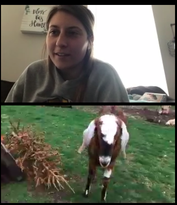NobleCrossing's tweet photo. Meeting some fun, furry friends via @Zoom today with @MissOylersClass! https://t.co/WLl3IFP7y8