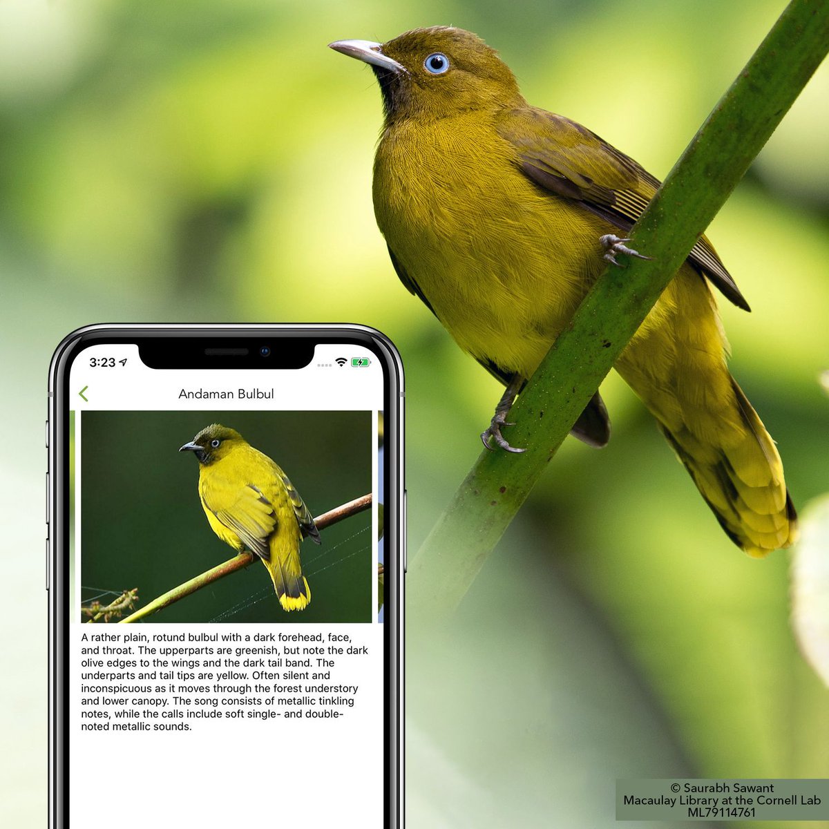 Merlin Bird ID tweet media