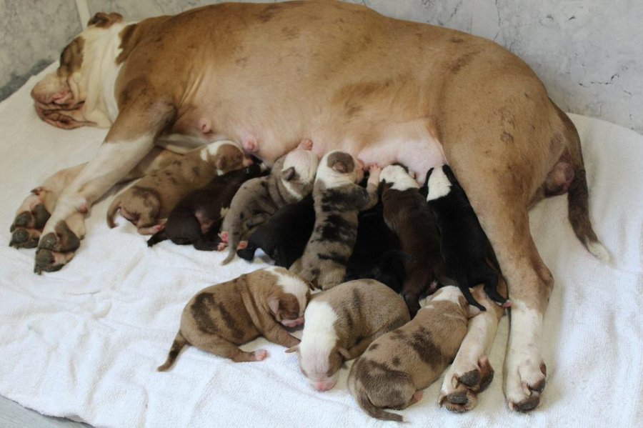 Bulldog da a luz a una camada gigante de 20 cachorros en 3 días
