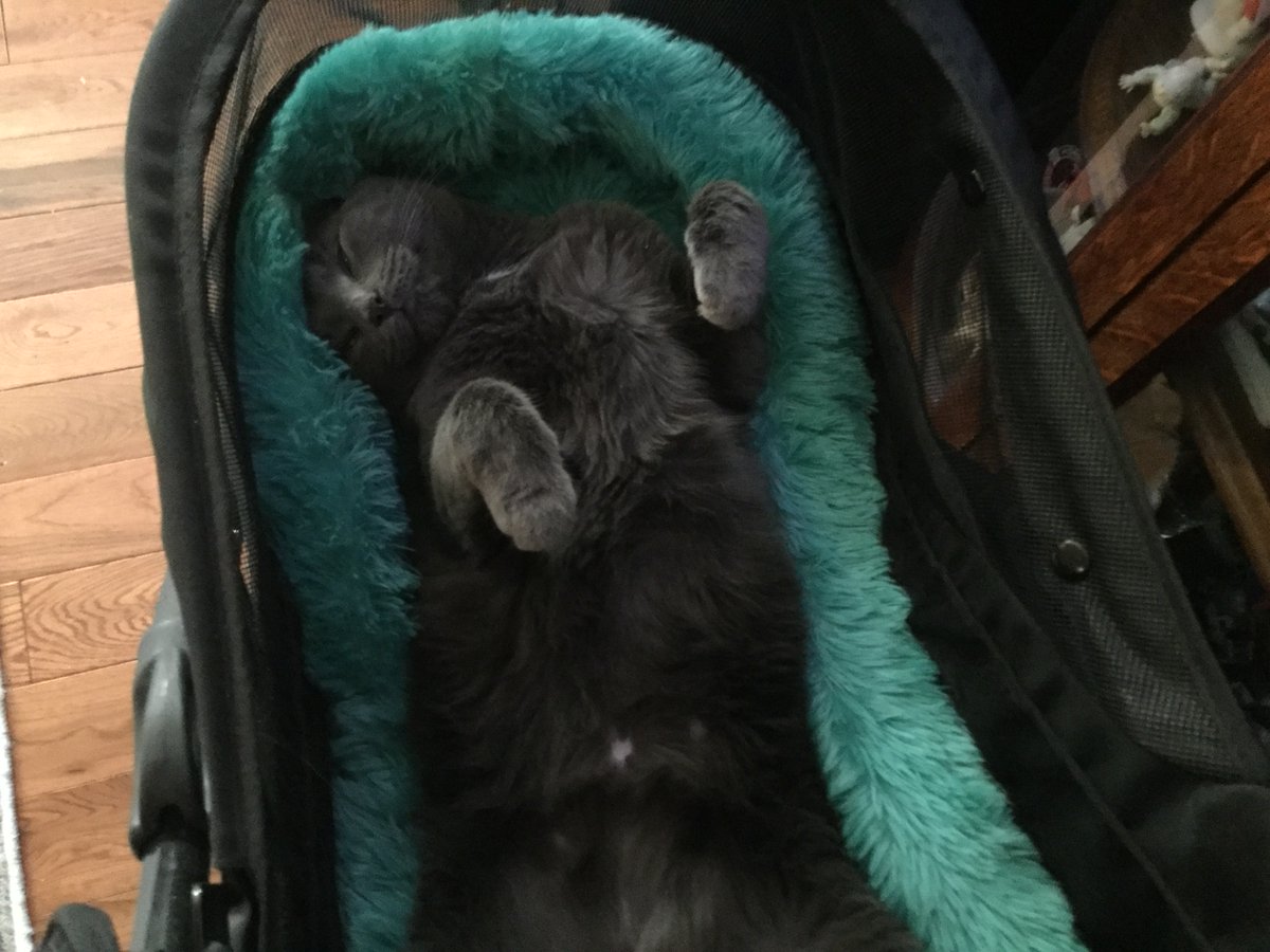 ARLBostonRescue's tweet photo. A little pick-me-up for your Friday lunch break ❤️ Tessie, adopted from our #Dedham location has quickly become the boss of her household! She loves taking walks with her humans in her stroller and playing fetch #catlife https://t.co/e59k0KQXIL