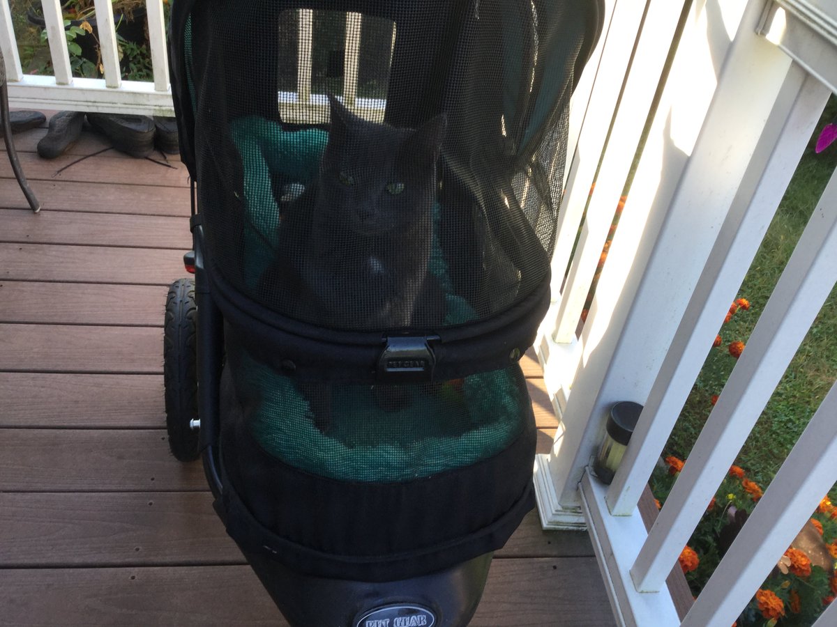 ARLBostonRescue's tweet photo. A little pick-me-up for your Friday lunch break ❤️ Tessie, adopted from our #Dedham location has quickly become the boss of her household! She loves taking walks with her humans in her stroller and playing fetch #catlife https://t.co/e59k0KQXIL