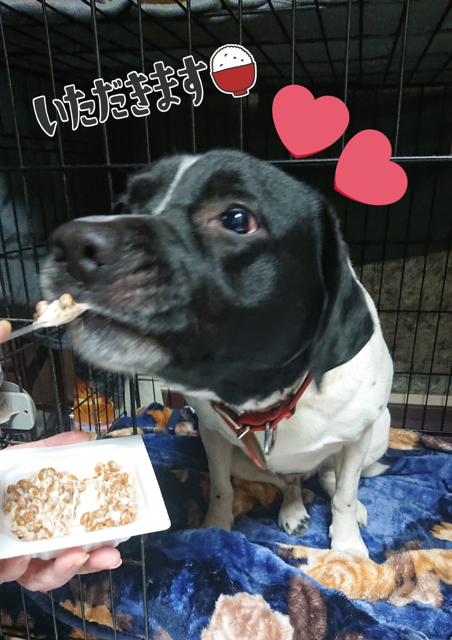 市川昇 江戸村のマスコット犬 石松 やきいもが好きなんだなぁ 甘栗も好きなんだなぁ でも最近は納豆が好きなんだなぁ すわん江戸村 マスコット犬 白黒の犬 パンダより人気者 T Co 4bygfmwjcb Twitter