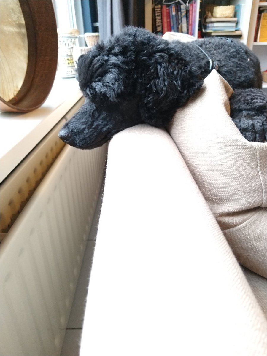 poodle_lyfe's tweet photo. All of the humans have been home all week. They are exhausting. This will continue for at least two more weeks 😳😳😳 #CoronaCrisis #needmoresocialdistance #poodle #dogsoftwitter https://t.co/CmYexeRek5