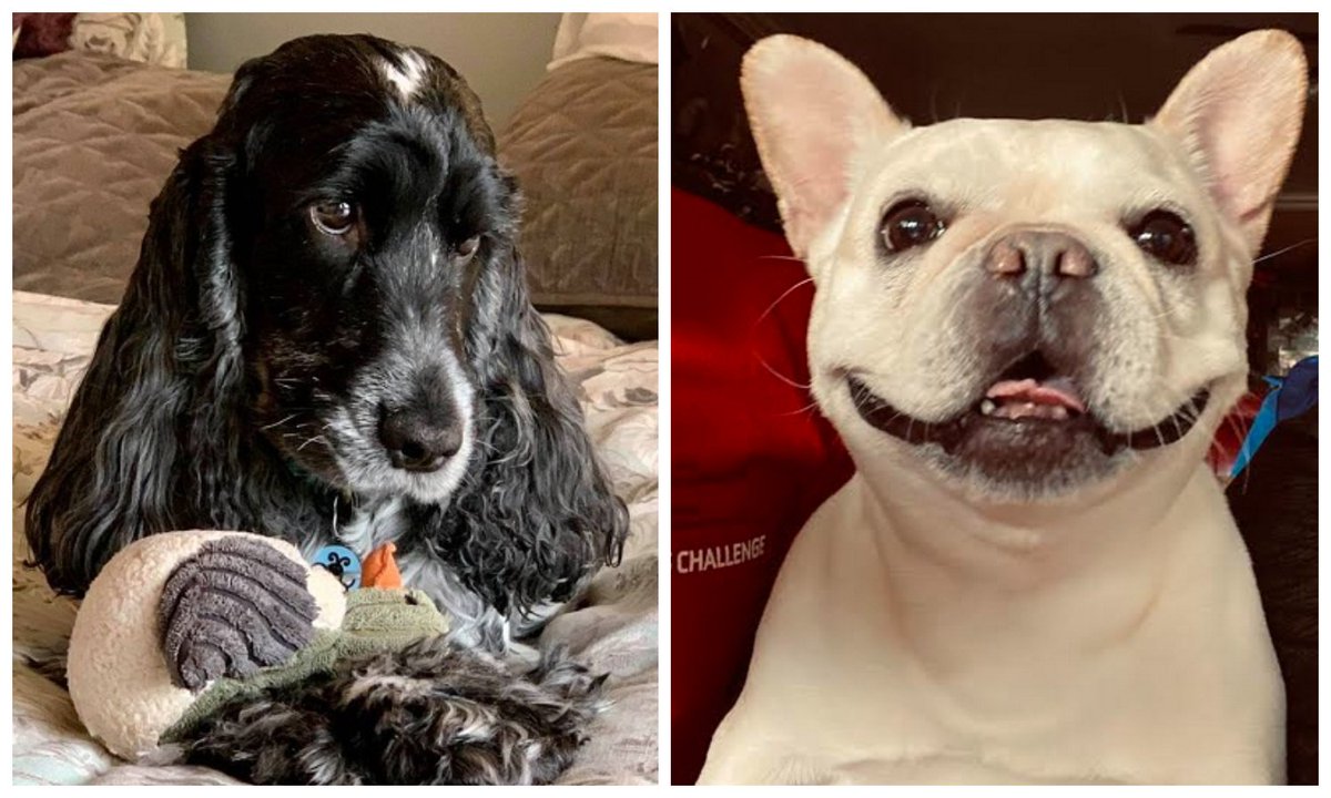 RetailBloom's tweet photo. Shoutout to some of our favorite coworkers while we work from home, it's our pets! Take a look at our fluffy friends to make your day a little bit better. #BloomPets https://t.co/nCR5irENIO