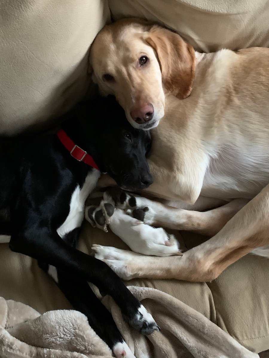 Sue Prause tweet media