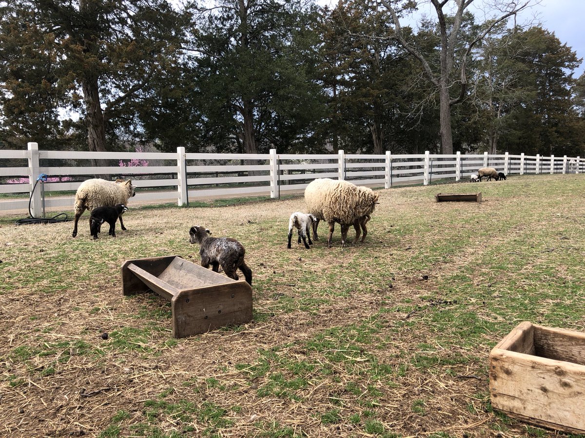 MountVernon's tweet photo. We’re getting ready to go LIVE with our lambs! Tune in at 12:00 pm ET today for the content we all need at the end of a very long week at https://t.co/fPtNz2PfcE or https://t.co/svCMxZ0rXV https://t.co/SzZfzGav8s