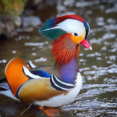 Looks like a work of art! The Spectacular Mandarin duck 💕💫🍃❤