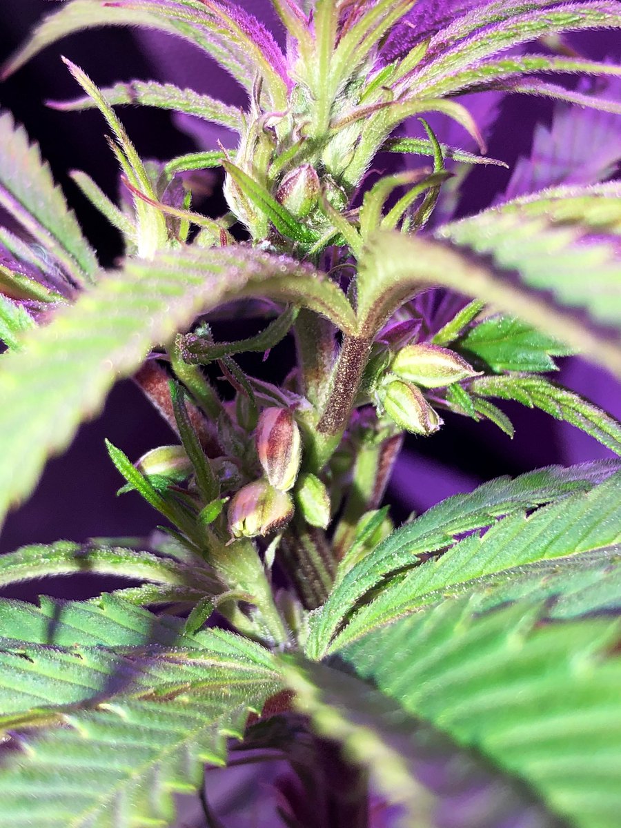 Umbra_TheMonk's tweet photo. He’s getting close.... Casino Royale 🔥🔥🔥🔥 I can’t wait to cross him with some dope phenos!

#SpaceManGenes #MaleCannabis #LetsGrow https://t.co/X8MOVuxXfG