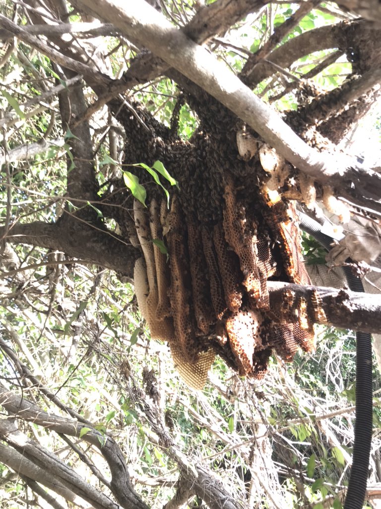 <a href="/StrictlyBees/">StrictlyBeesness</a> relocating these beeutiful ladies from an unwanted location. <a href="/BillyD239/">Billy Davidson</a> always conscience of the honeybee population. Good job Country Club of Naples!! #SaveTheBees #pollinators #Bees