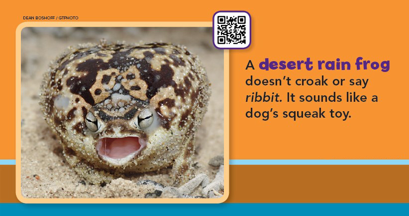 RangerRick Magazines on X: You might think all #frogs croak or say ribbit.  But not the desert rain frog! It sounds just like a dog's squeak toy!  Listen here:  #WorldFrogDay 🐸