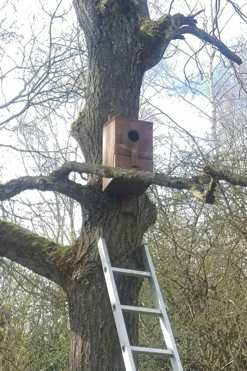 Sam (@crackedbrummie) on Twitter photo Busy morning <a href="/ladywalk_nr/">Ladywalk NR</a> helping <a href="/wizz15/">kevin whiston</a> put some little owl boxes up on Eon meadows. Hopefully we can entice them back year 😊 Busy morning <a href="/ladywalk_nr/">Ladywalk NR</a> helping <a href="/wizz15/">kevin whiston</a> put some little owl boxes up on Eon meadows. Hopefully we can entice them back year 😊