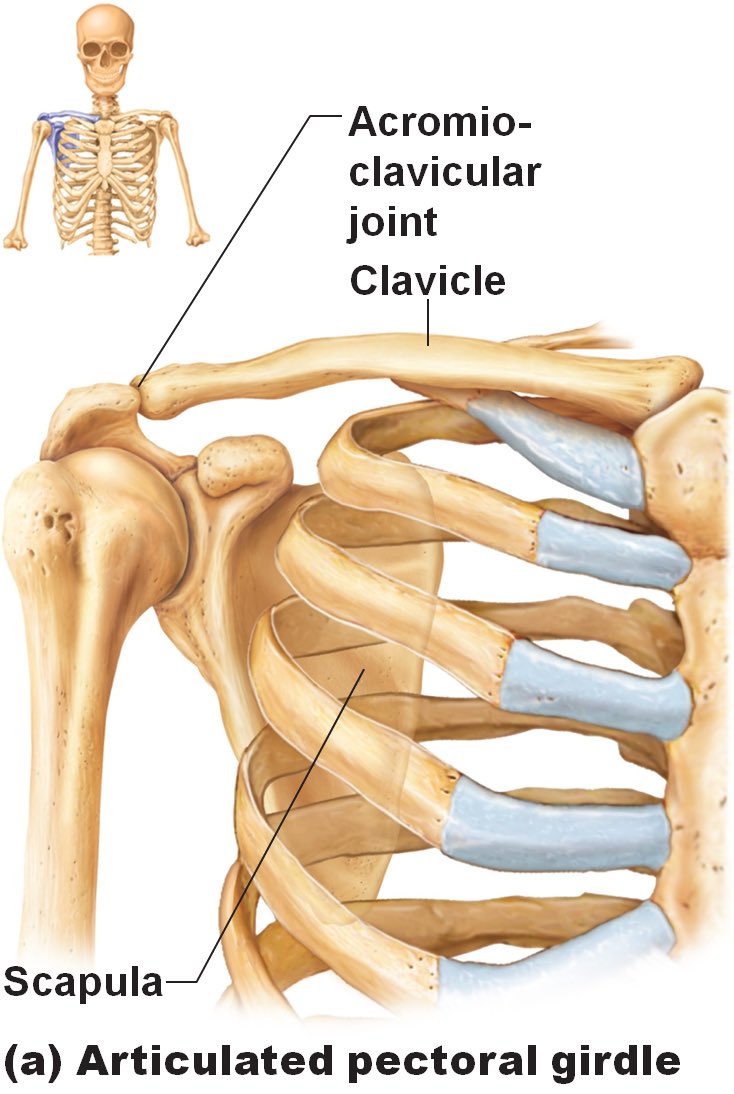 200320 Lesson 9 Clavicle Since yall are about to virtually licking Taes delicate collarbones here goes some juicy anatomy lesson with it hoes. The collarbone is called clavicle or clavicula in latin which means “little key” bc it connects the sternum and the shoulder blade