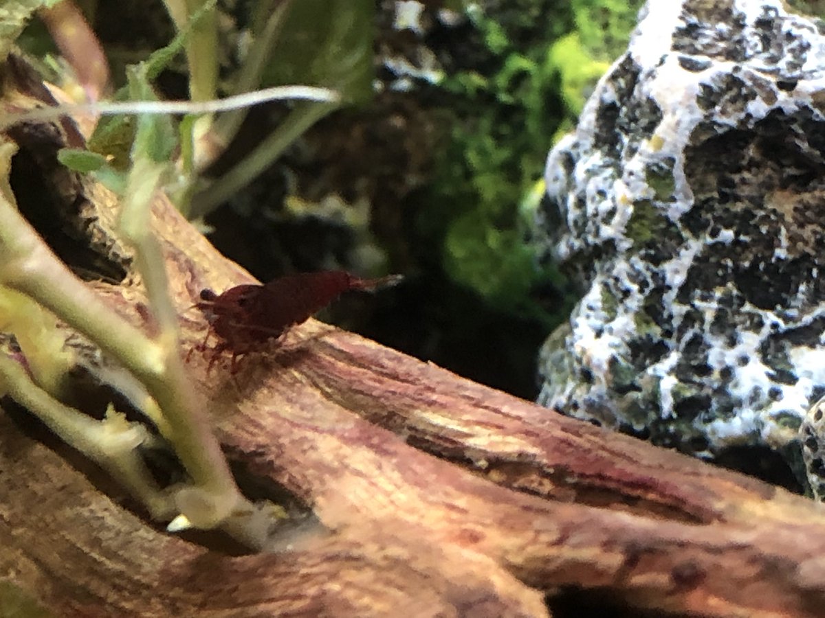 Day 17/ #shrimptankI deliberately didn’t want to post only farewells & the past couple of days in the new shrimptank has seen some sad endings.Our Gravid Ladymom didn’t make it, along with 3 others found around the tank.I can only count up to 8 at a time now.But here’s Groot