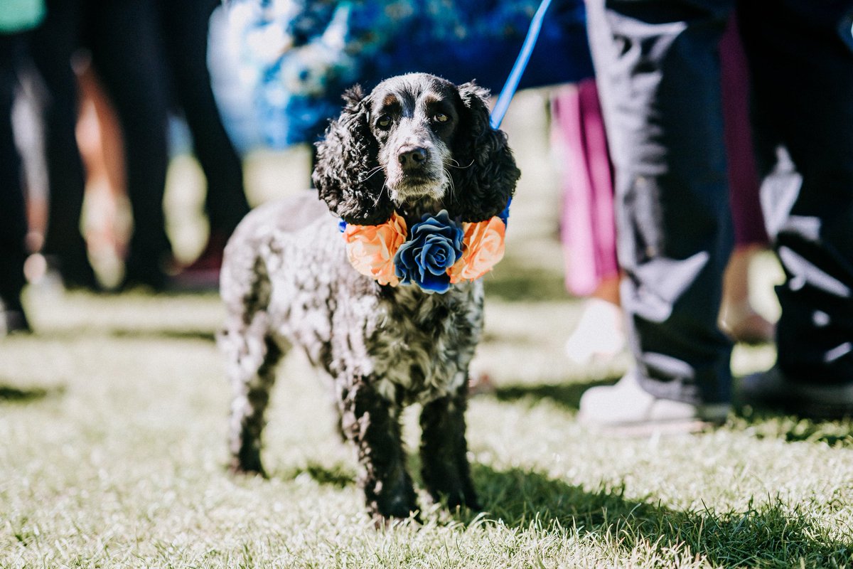 SunMoonTheatre's tweet photo. The lovely post-show chat on the #ShowMustGoOnline's #TwoGents mentioned how a dog should be in every Shakespeare performance reminded us of the period in which we had the same dog cameo in every Stratford show for 3 summers - meet Dotty! Photo by #DanWard #shakespearedogs 1/4 https://t.co/NFbzO7QiHu