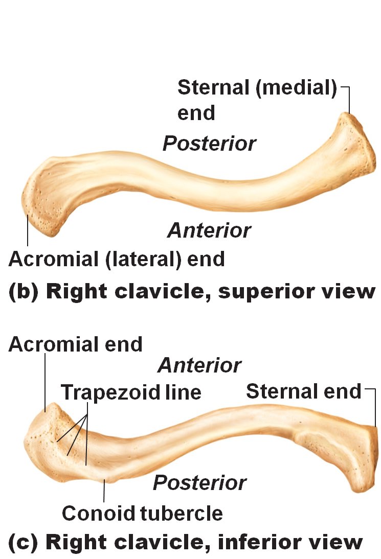 Muscles on each side whoch insert at the medial (=inner, more to the body midline) part of the clavicle. These fine specimens are the two sternocleidomastoideus muscles which I covered before