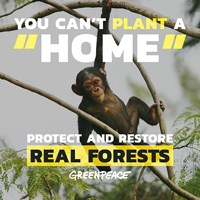 It's International Day of Forests! Let's take a break to celebrate our ancient forests.
Companies should STOP replacing ancient forests with plantations.

Plantations are NOT natural ecosystems.

Protect Real Forests with us!

#InternationalDayofForests
#Treewashing
