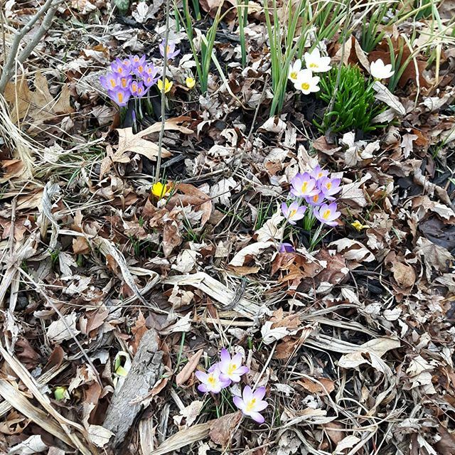 underleafdesign's tweet photo. Cuties not kooties.

#torontogardens #ULDneighbours
#neighbourhood
#crocuses #crocus #purple #white #yellow #colour #earlyblooms #spring #springgarden #ULD #underleafdesign #socialdistancing #covid19 #isolation #cutiesnotkooties https://t.co/hPRQfTpYY2 https://t.co/3mivHG7gbx