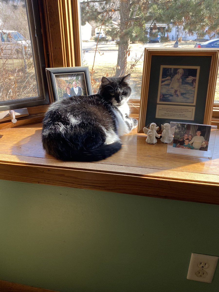 nicksh08's tweet photo. My new coworker is not very helpful. Has taken like six breaks already. #WorkFromHome https://t.co/6dGDGiKip1