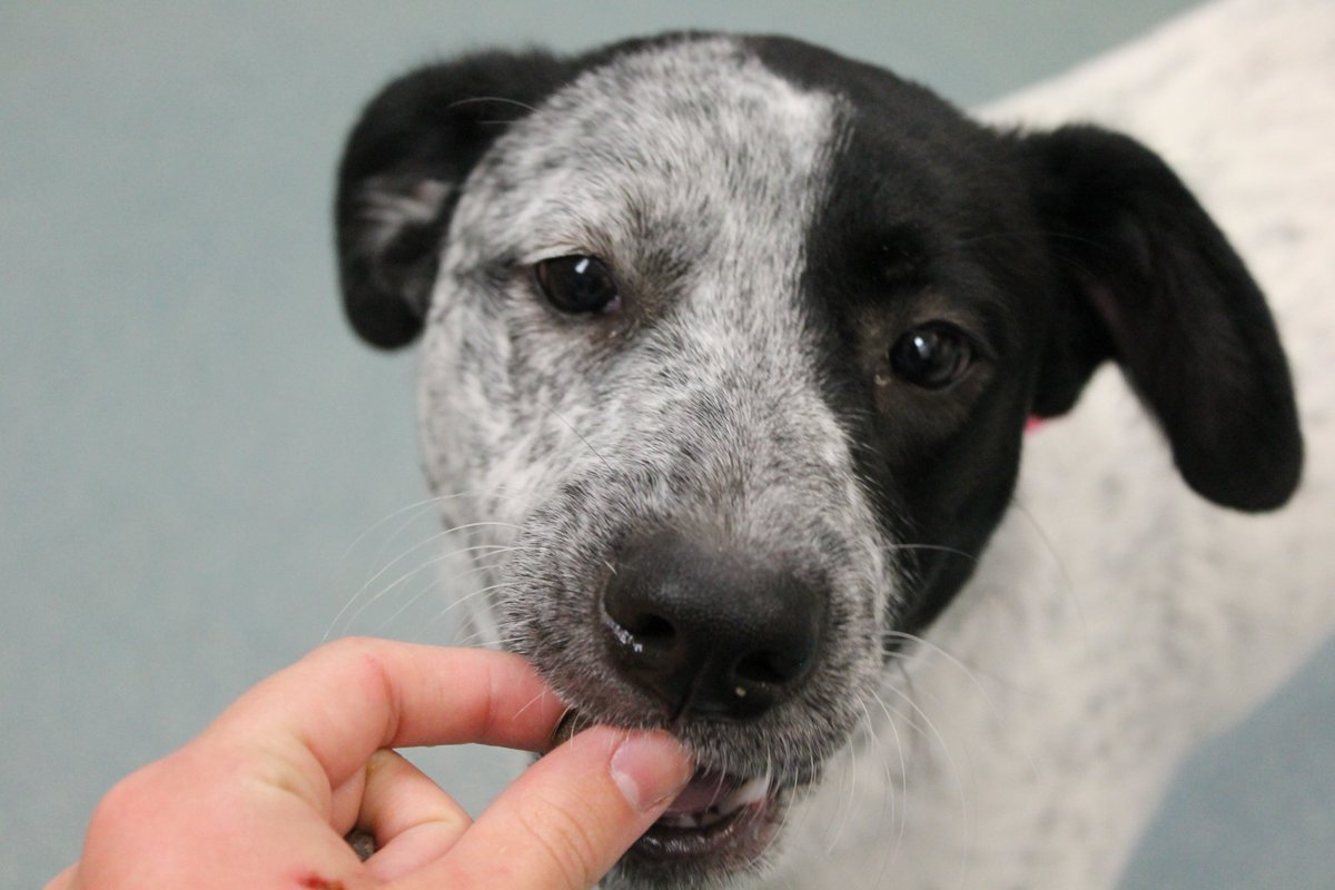 CaringHandsHSKS's tweet photo. Pepper is a goofy 7 month old, looking for a home that will play with her from sun rise to sun set.
Apply to adopt Pepper here: https://t.co/wzBVKXIbxY https://t.co/h0Al68CZ44