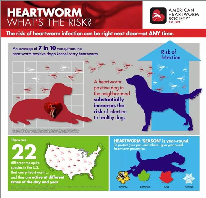 AHS_Think12's tweet photo. Do you know if your neighbors' dogs are on heartworm preventives? #heartworm #pethealth https://t.co/imVq9L1sJk