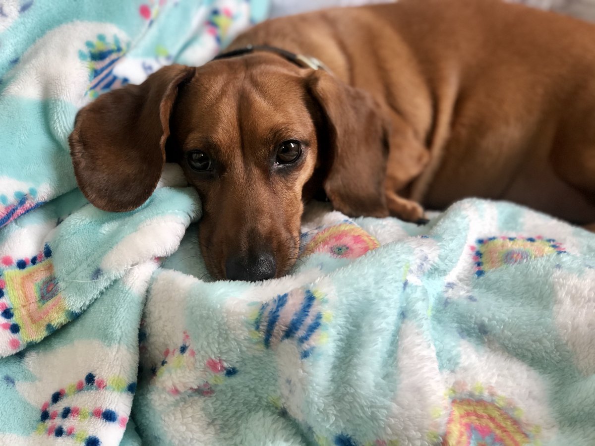 KaleyKocik's tweet photo. My #WFH buddy keeping me company π₯° #sprinklrpets https://t.co/BRmXqSDyrM