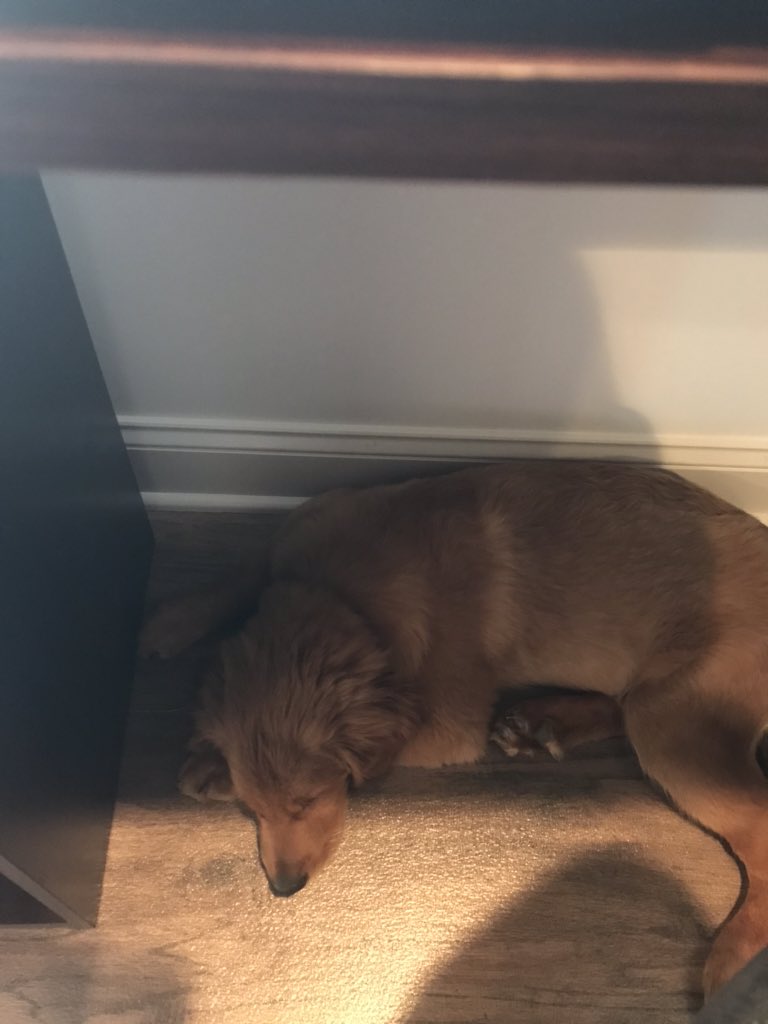 My faithful sidekick is greatly enjoying having me work from home. But he’s currently napping on the job...