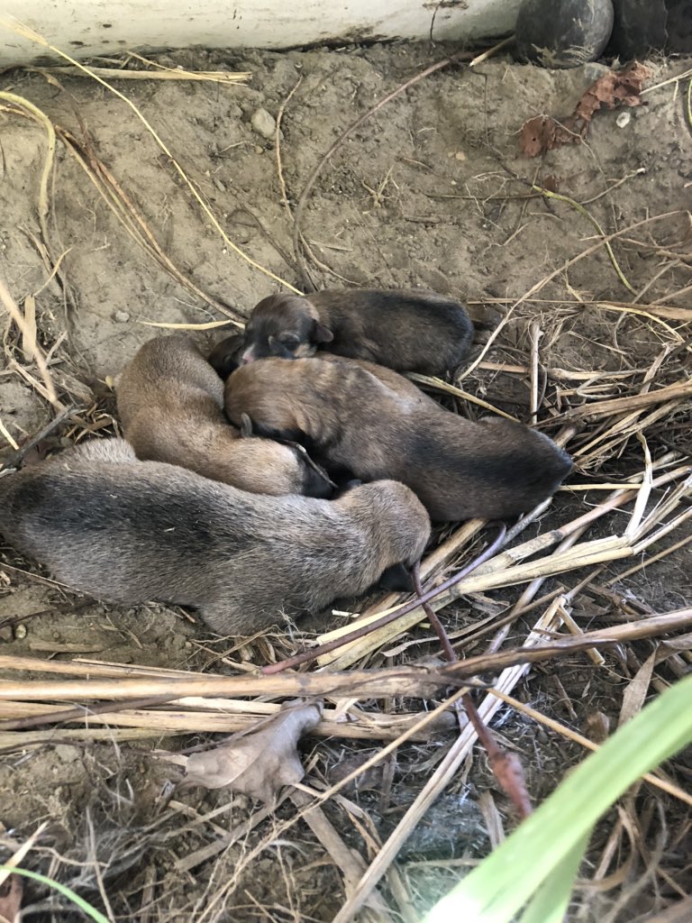 maribeld_'s tweet photo. 🆘🆘Proteccionista o Refugios🆘🆘Se encuentra en la Alcabala, Canales de Río Chico, Barlovento. Un pueblo fantasma donde moriran de hambre la peluda recién parida con sus cachorros. Urge rescate, está en el hueso🆘 Información a mi DM👇
@PerroUsuario https://t.co/3FXpA0oBmy