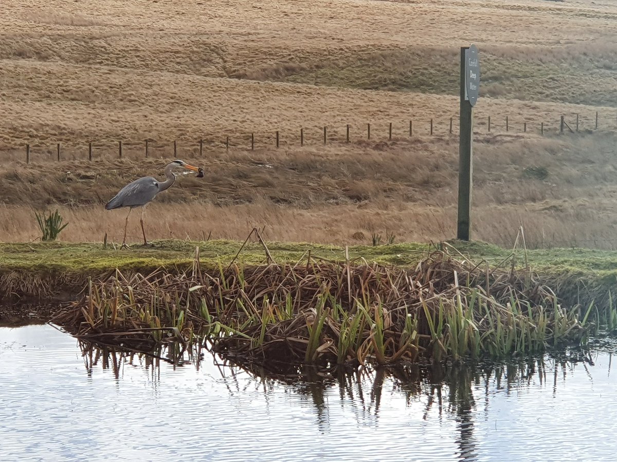 @SIBirdClub check out the heron I saw catching a frog at the amazing services at @TebayServices . Never seen that before!!!  At least I think it's a heron!