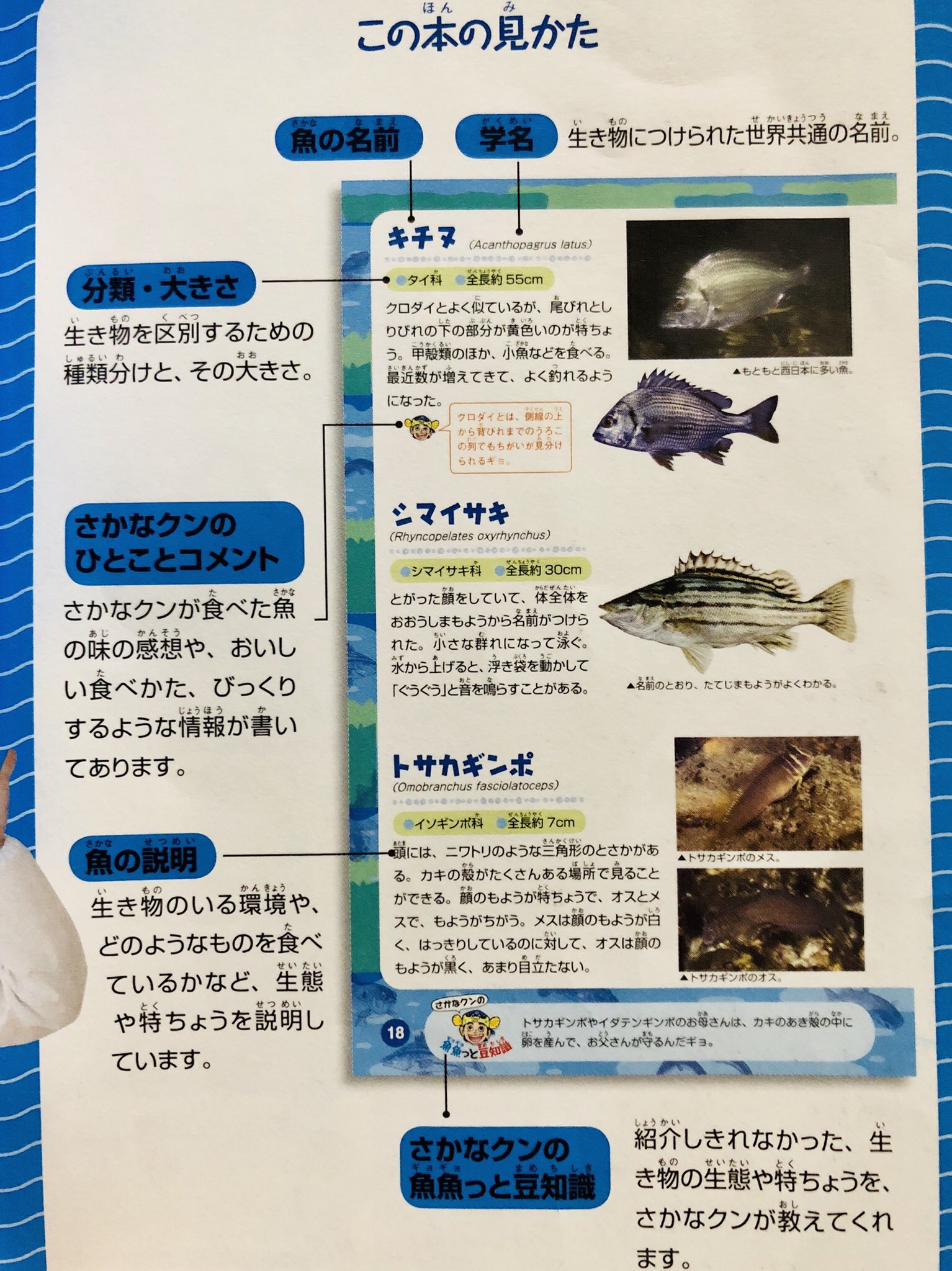 秋田猫 さかなクンの東京湾生きもの図鑑 感動でギョざいます レッツ ギョー とってもおいしいギョ モクズガニ 唐揚げや天ぷらがギョギョ美味 ホンベラ どのカイメンもスポンジになるわけではないので ギョ注意 ものすっギョくおいしい地鶏の