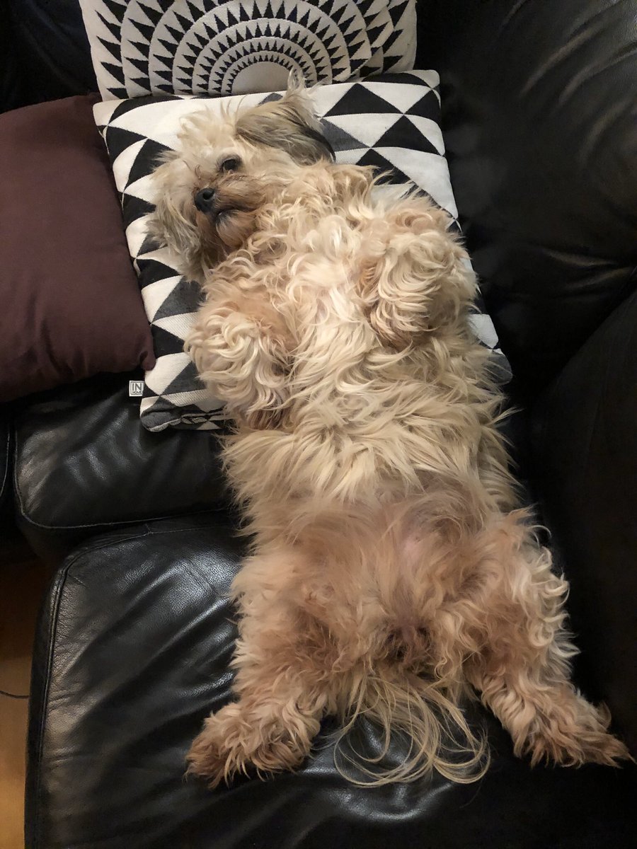 harstroe's tweet image. Har en godt trent #sofahund som søker jobb