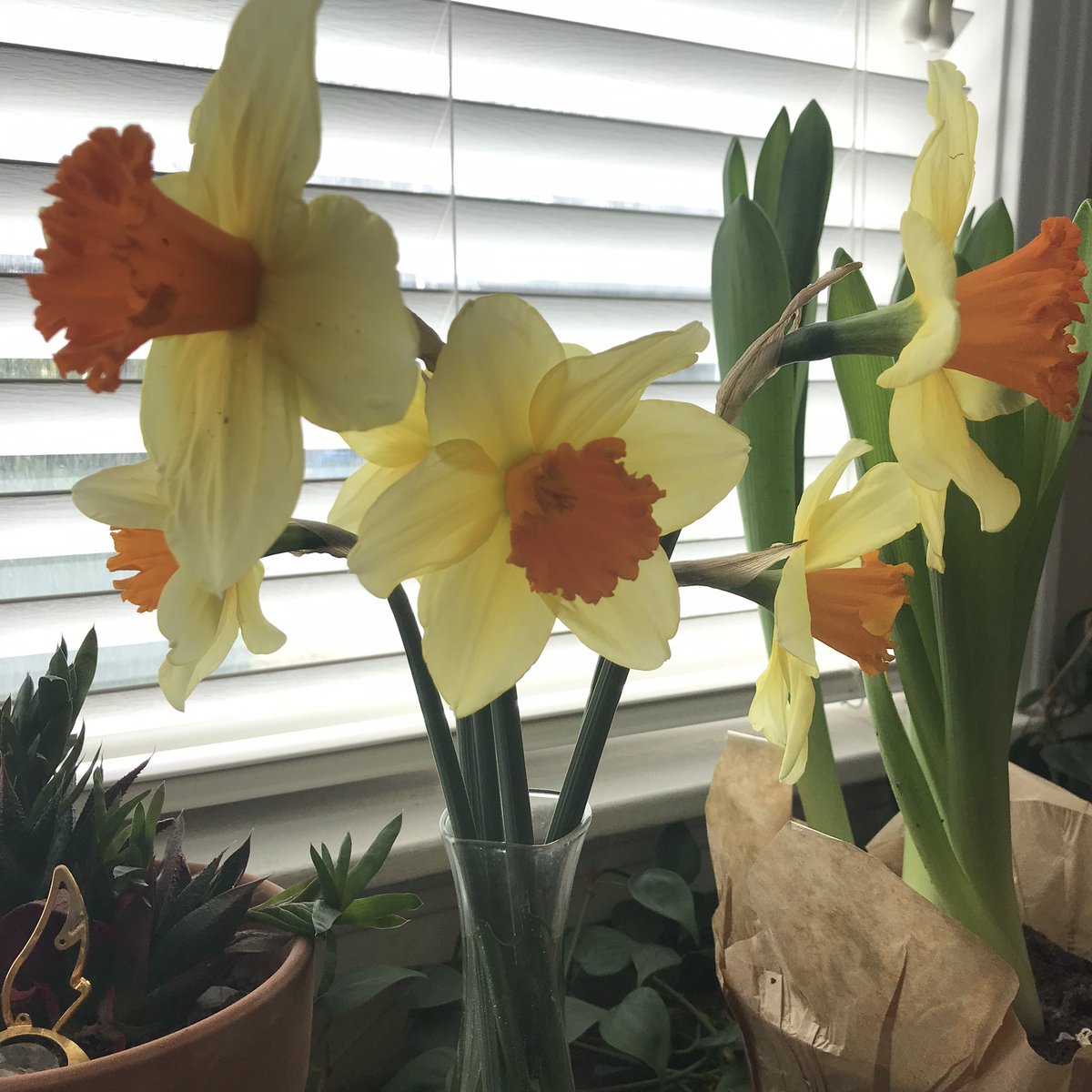 A bit of sunshine to lighten our collective moods. 

#SpringFlowers #Daffodils #Persist