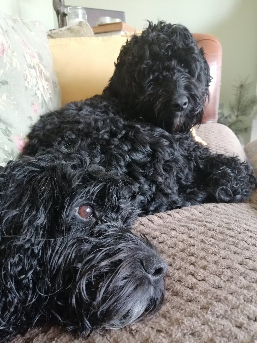 HeydonZoe's tweet photo. Walter &amp; Belle #cockapoo #cockapoolife https://t.co/PHwVYGOGlf