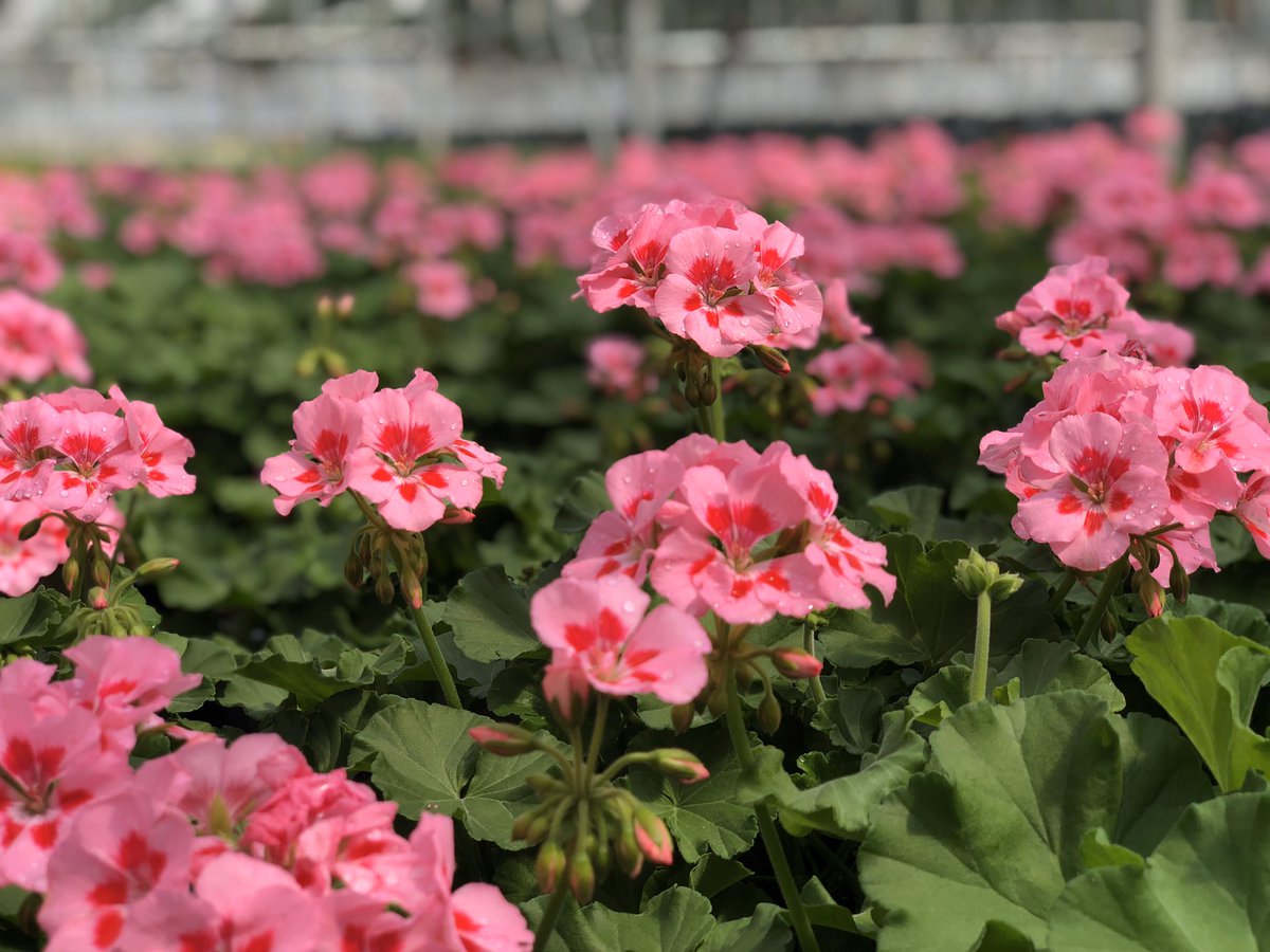 Hello, Spring it’s never been so good to see you! 👋🏼☀️