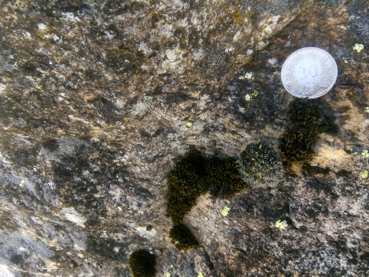 Feldbotanik's tweet photo. Received these pictures of a siliceous #ErraticBoulder in a calcareous area. Looks amazing! The #Mosses look quite special! #Grimmia spp.? More specific idea anyone? #MossID #BryophyteID https://t.co/6cgRWvwJHQ
