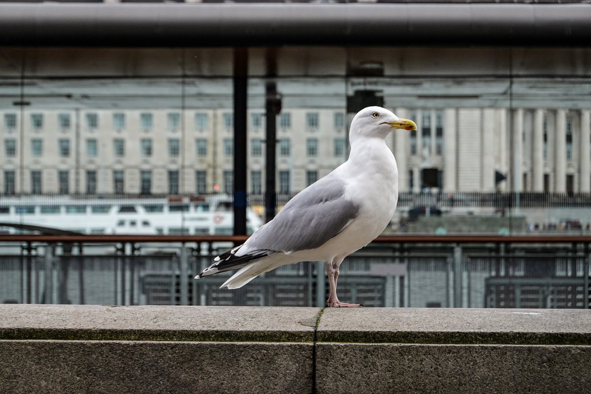 len_lemon_uk's tweet photo. Seagulls (Larus argentatus) along the River Thames, in London. Hopefully you all like my birdwatching photos lol. Perhaps I need to give my profile picture/logo a facelift, or am I too lazy to do so? https://t.co/6u3KrmYLdu