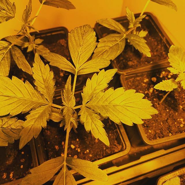 SteveDee43's tweet photo. Time to be self sufficient! https://t.co/GyvsdcYskg https://t.co/47rMD9kVS1