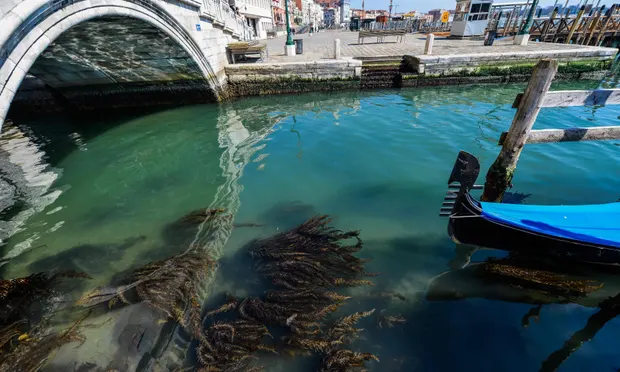 AURGradSchool's tweet photo. Without the usual bustle of boats and tourists wildlife has started to take back Venice. Read more here.

https://t.co/XaYEaF2frJ
@guardian @GettyImages 
#Tourism #Sustainability #Environment https://t.co/U90P77ekVI
